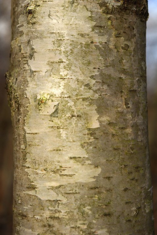 écorce jeune