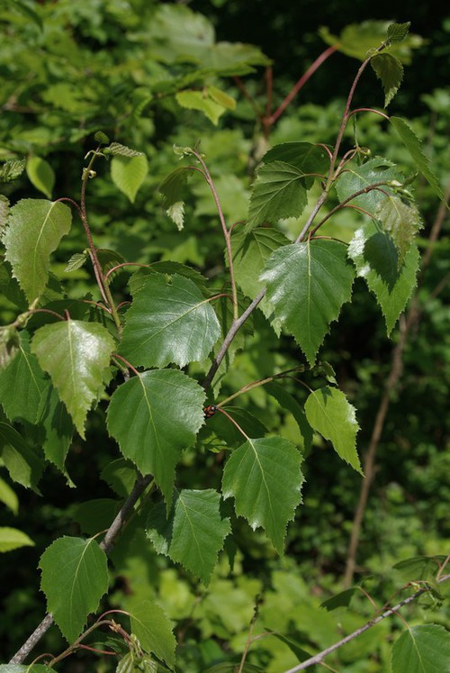 feuille