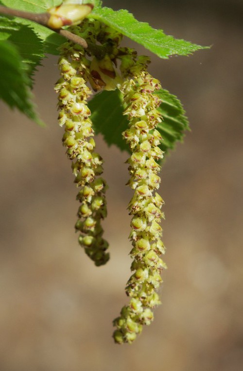 inflorescence mâle