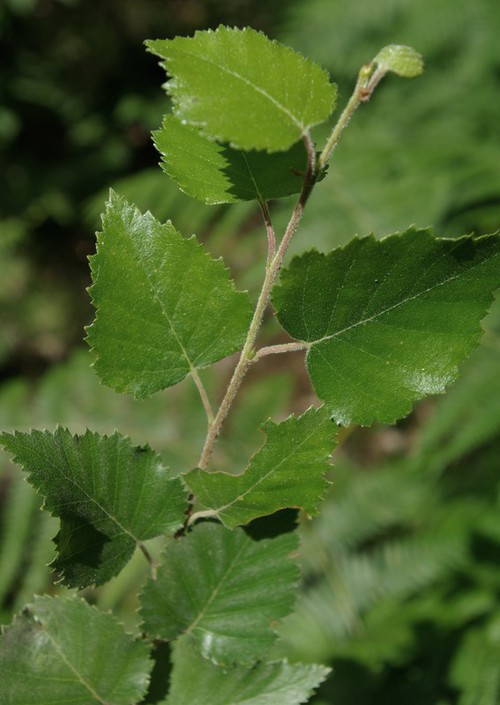 feuille