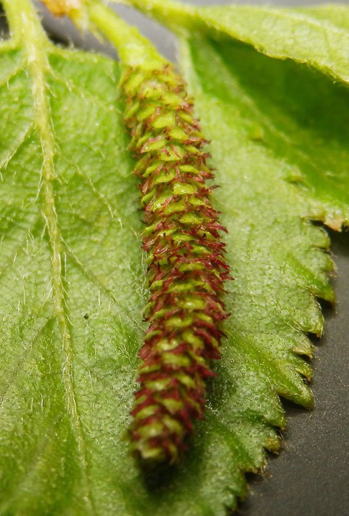 inflorescence femelle