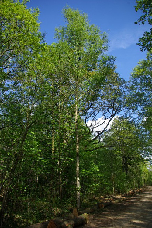 Plante entière