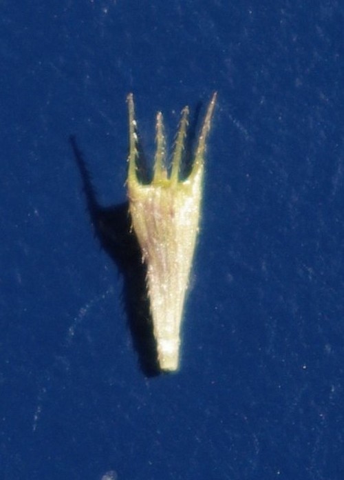 détail fruit