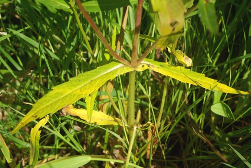 feuille