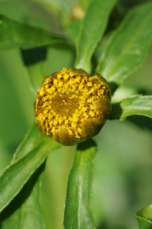 inflorescence
