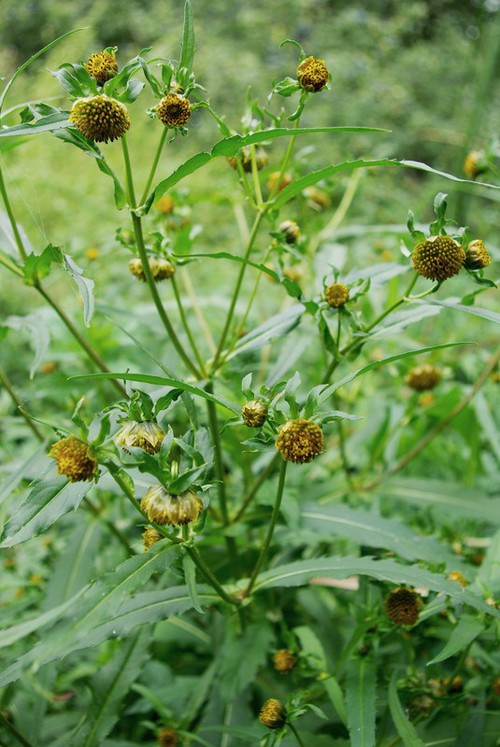 Plante entière
