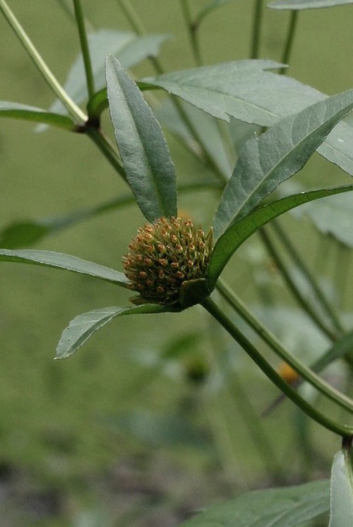 inflorescence