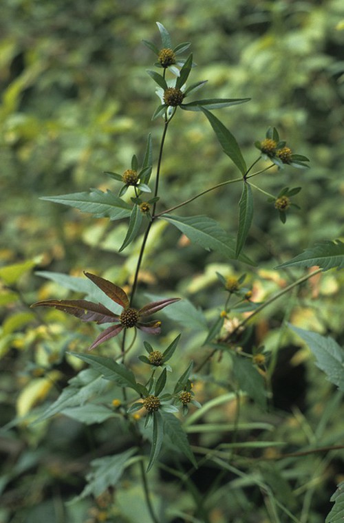 Plante entière