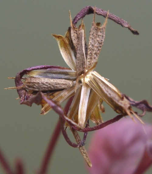 détail fruit