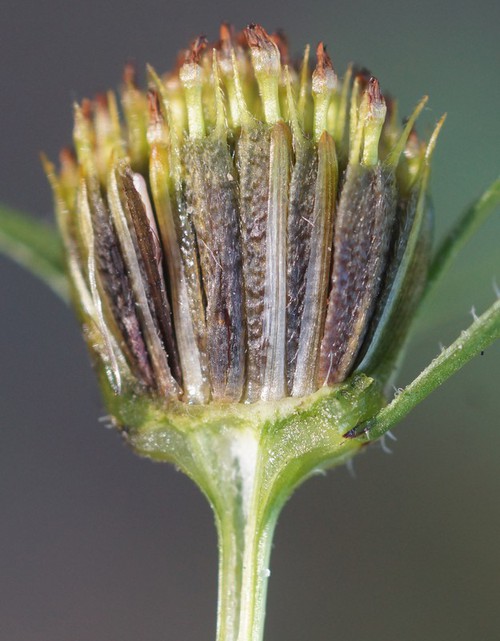fruit