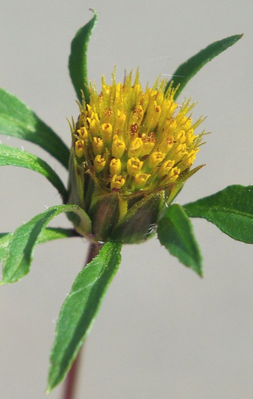 inflorescence