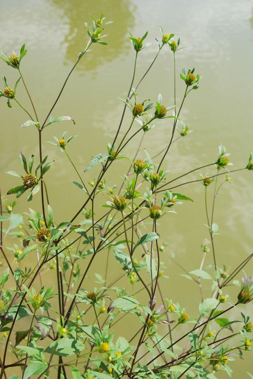 Plante entière