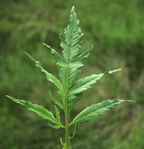 détail feuille