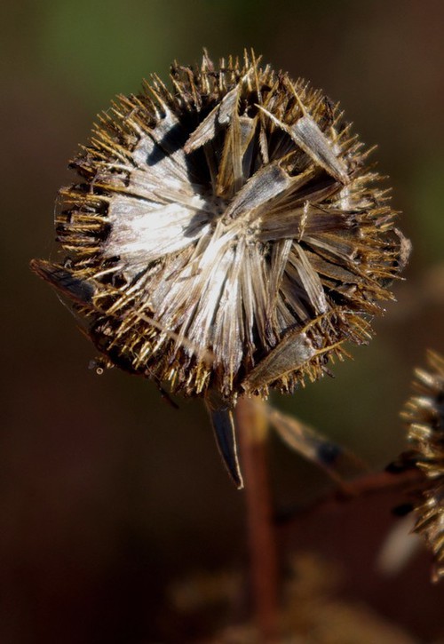 fruit