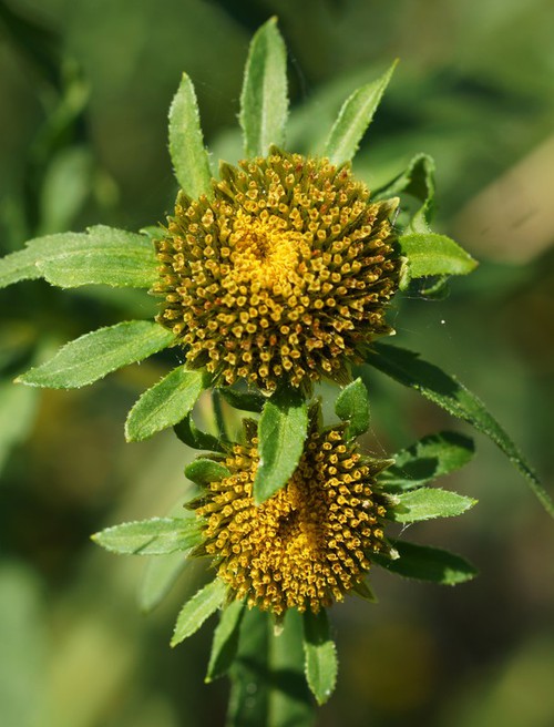 inflorescence