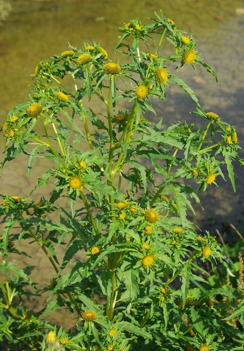Plante entière