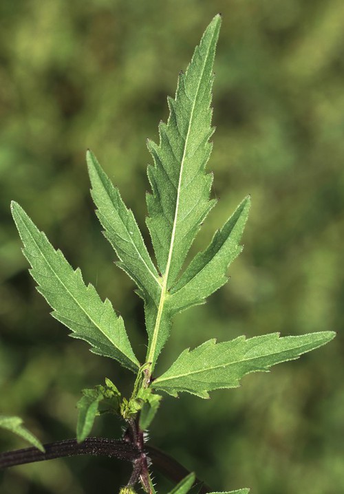 feuille