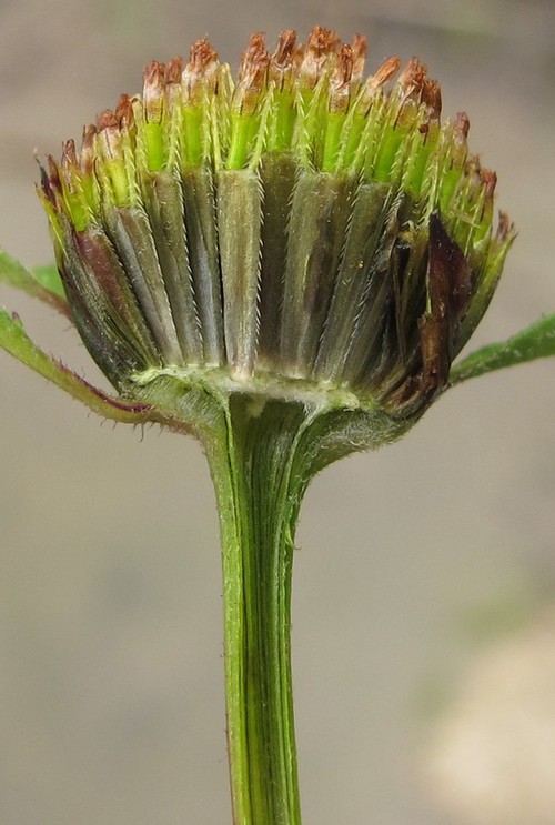 fruit