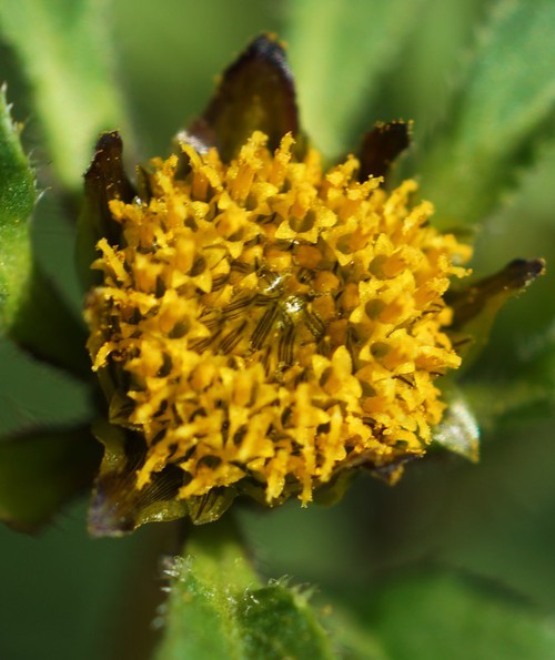 inflorescence