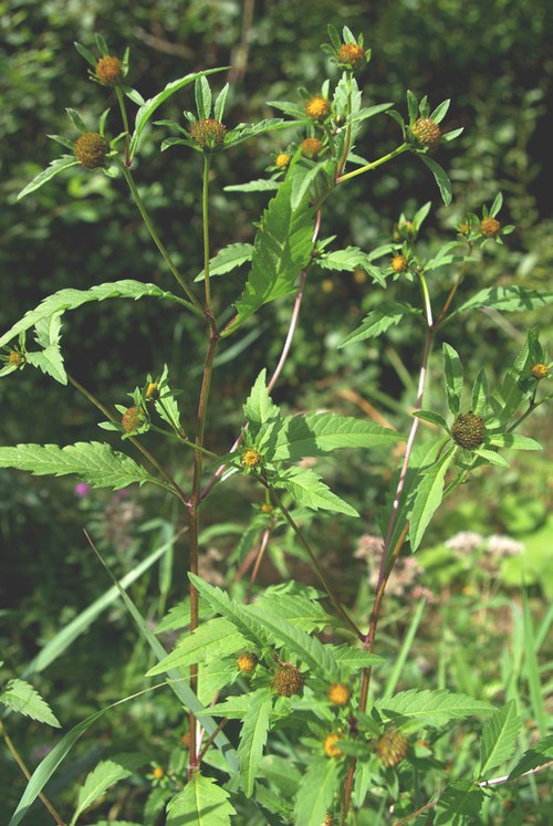 Plante entière