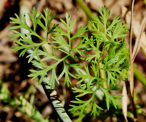 feuille