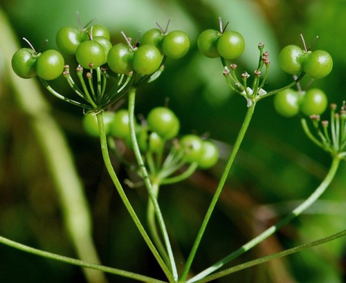 fruit