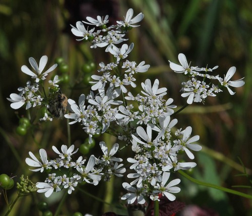 inflorescence