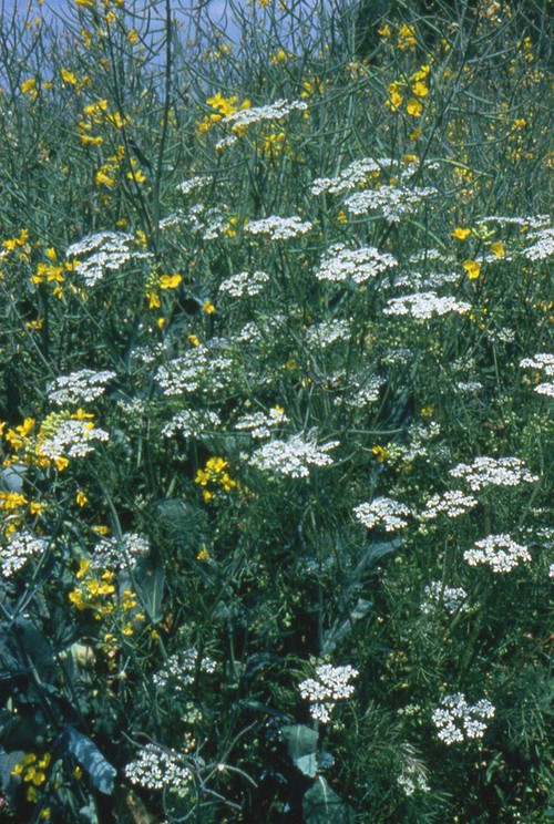 Plante entière