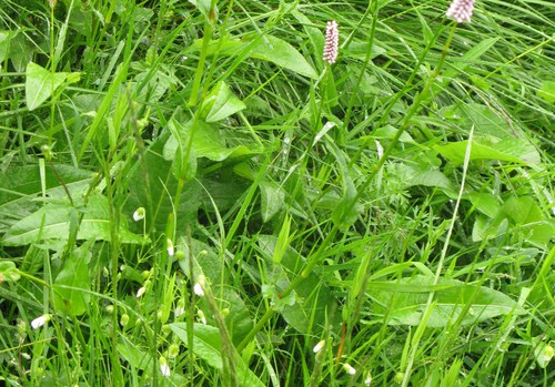 feuille