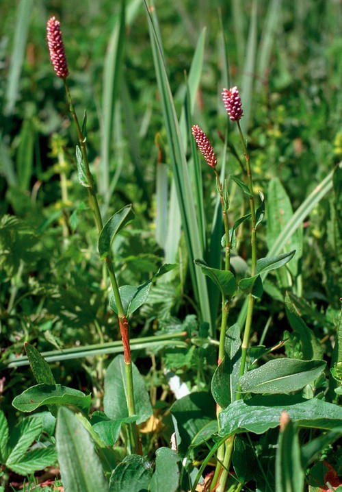 Plante entière