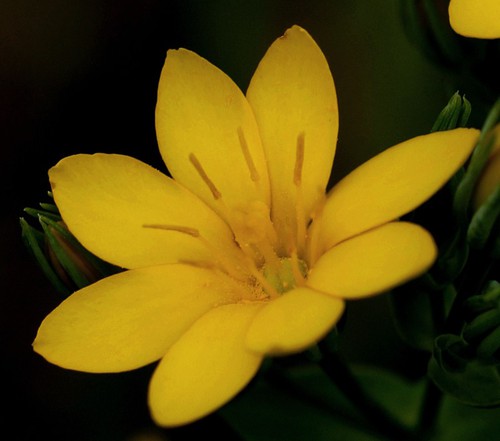 détail fleur