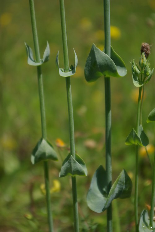 feuille