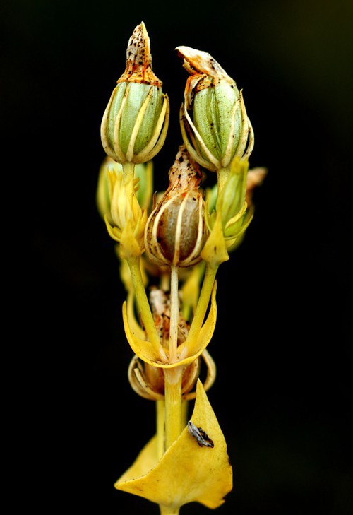 fruit