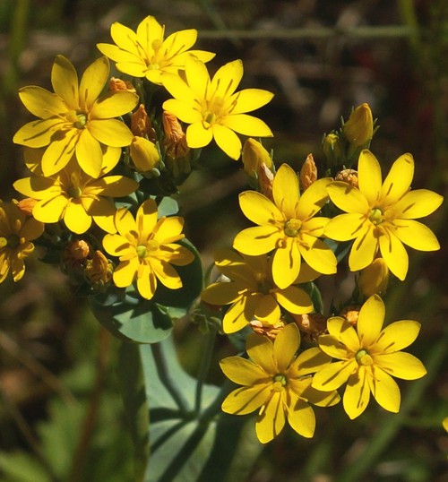 inflorescence