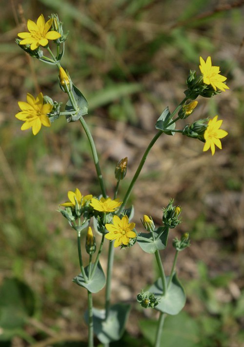 Plante entière