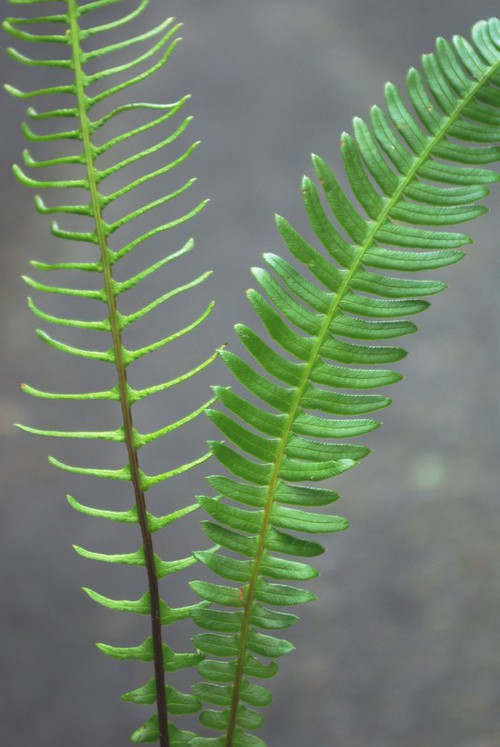 fronde