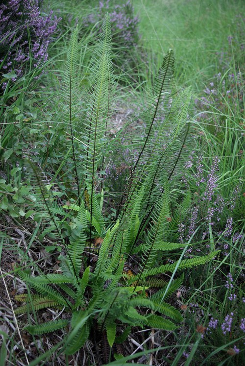 Plante entière