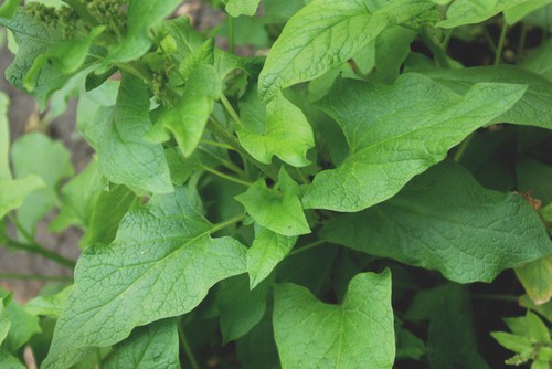 feuille