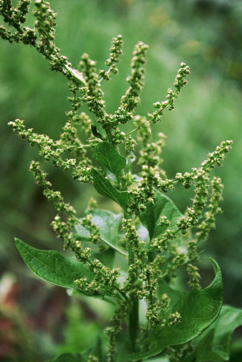 inflorescence