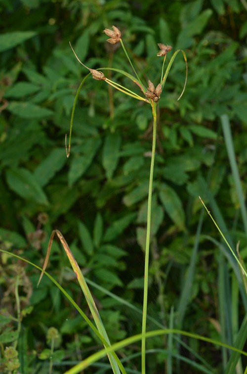 Plante entière