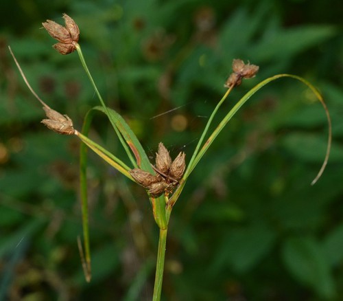 inflorescence