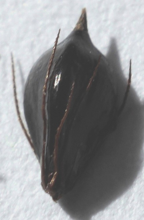 détail fruit