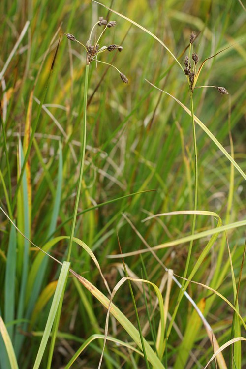 Plante entière