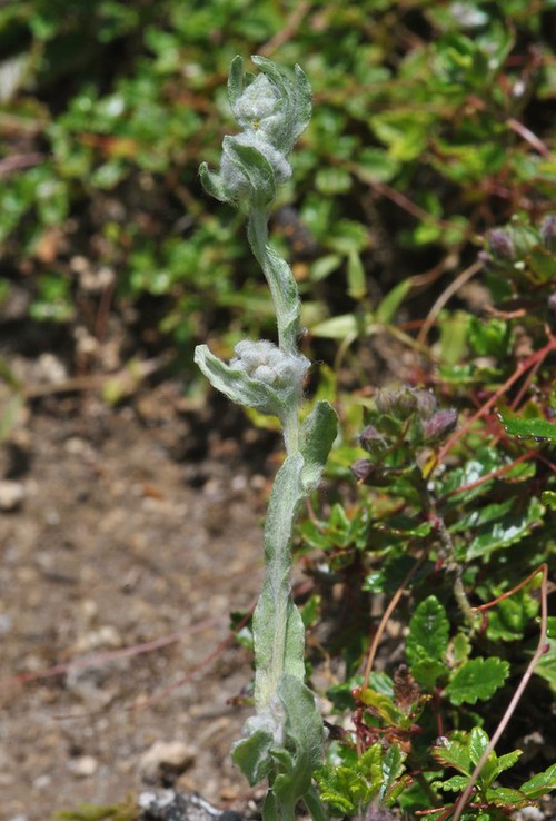 Plante entière