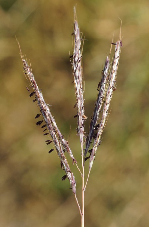 inflorescence