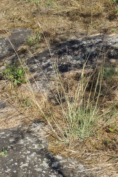 Plante entière