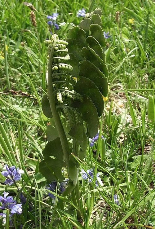 Plante entière