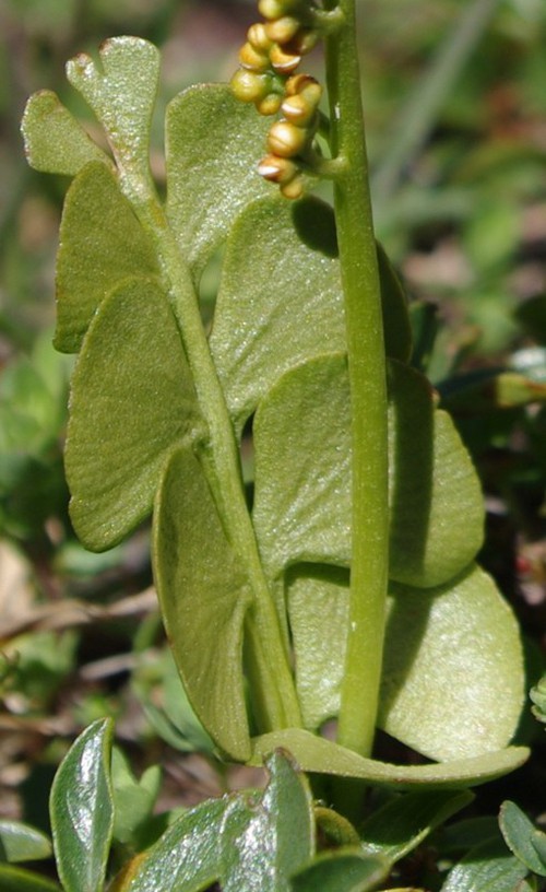 fronde