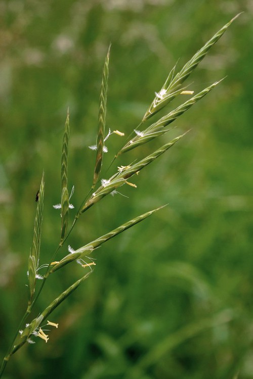 inflorescence