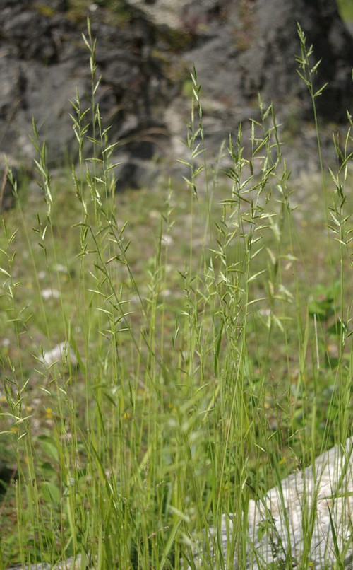 Plante entière